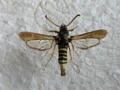 Paranthrene tabaniformis synagriformis