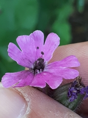 Microbotryum silenes-dioicae