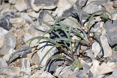 Bupleurum americanum