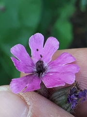 Microbotryum silenes-dioicae