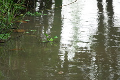 Pseudagrion microcephalum