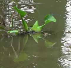 Pseudagrion microcephalum
