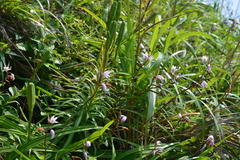 Bletilla formosana