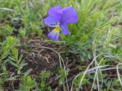 Viola oreades