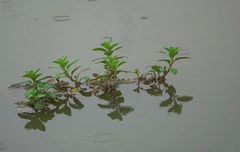 Pseudagrion microcephalum