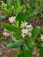 Ceanothus velutinus
