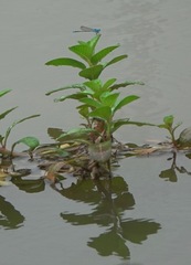 Pseudagrion microcephalum