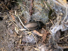 Carabus fairmairei