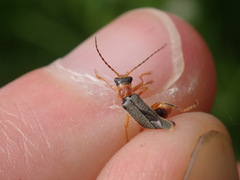 Cantharis lateralis