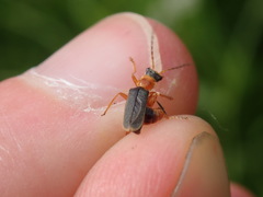 Cantharis lateralis