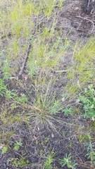 Helictochloa hookeri