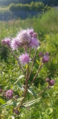 Cirsium arvense