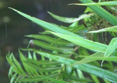 Pseudagrion microcephalum