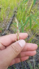 Helictochloa hookeri