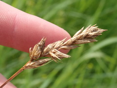 Carex disticha