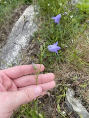 Campanula intercedens