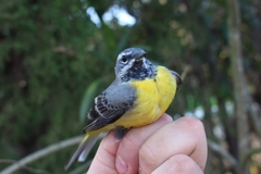 Motacilla cinerea cinerea
