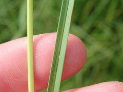 Carex disticha