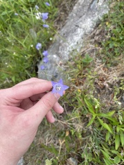 Campanula intercedens