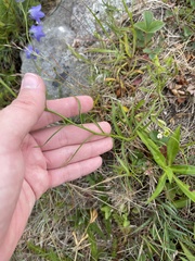 Campanula intercedens