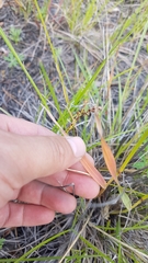Helictochloa hookeri