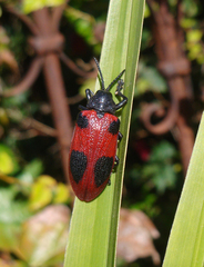 Coraliomela quadrimaculata