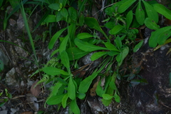 Crepidiastrum lanceolatum