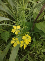 Lysimachia quadriflora