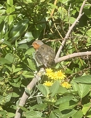 Erithacus rubecula
