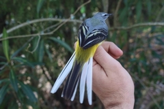 Motacilla cinerea cinerea
