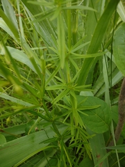 Lysimachia quadriflora
