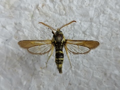 Paranthrene tabaniformis