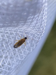 Phylus melanocephalus