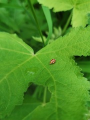Vibidia duodecimguttata