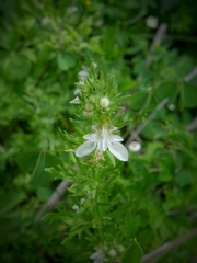Teucrium cubense
