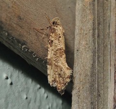 Morophaga choragella