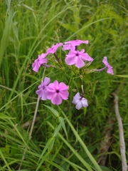 Phlox glaberrima interior