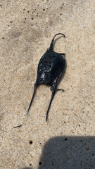 Leucoraja erinaceus