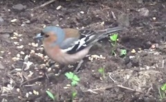 Fringilla coelebs