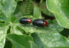 Cacoscelis nigripennis