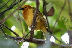 Ploceus castaneiceps