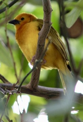 Ploceus castaneiceps