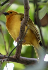 Ploceus castaneiceps