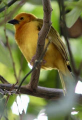 Ploceus castaneiceps