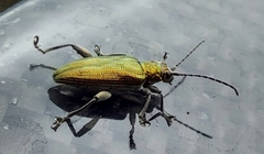 Agrilinae