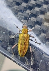 Agrilinae