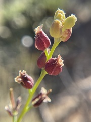 Streptanthus barbatus