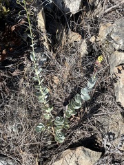 Streptanthus barbatus