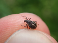 Rhinoncus inconspectus