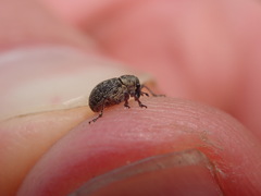 Rhinoncus inconspectus